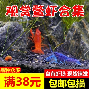 满38观赏虾活体宠物，虾水族淡水大型红白，天空蓝魔鳌虾小龙虾苗