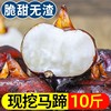 广西新鲜马蹄9斤荸荠当季大地脆栗梨农家水果去皮饽荠蔬菜103