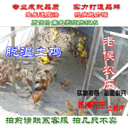 苏北草鸡苗土鸡柴鸡脱温鸡，一斤多二斤多将要产蛋的脱温鸡可发活物