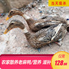 安徽农家2-3年老麻鸭现杀老鸭鸭肉生态鸭老鸭子散养放养水鸭土鸭