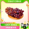 云南红河茉莉香葡萄2斤装红提，新鲜时令水果