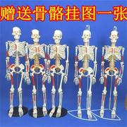 小白全身可拆卸45cm85cm人体，骨骼模型骨架脊椎，脊柱腰椎肌肉骷髅