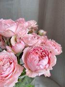 铃兰家朱莉塔(朱莉塔)超多头，花园玫瑰花苗盆栽阳台月季花卉