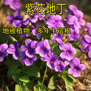 紫花地丁种子中材种子新采地丁籽，紫堇地丁花卉种子庭院阳台花籽