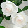 灌木月季心之水滴纯白玫瑰花盆栽花卉四季开大花浓香型耐热植物