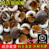 鲜活猫眼螺超大香螺大沙螺红香螺野生新鲜白玉螺(白玉螺，)海鲜贝类海螺