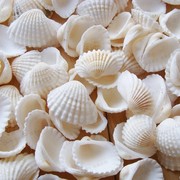 螺贝艺天然白色贝壳材料地中海家居装饰墙贴DIY地台打孔海螺