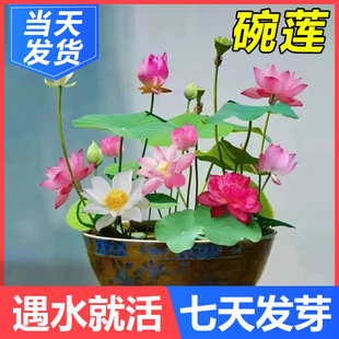 四季开花荷花种子水培，植物花卉室内客厅，水养莲花好养碗莲睡莲盆栽