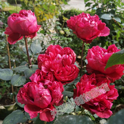 花盆栽树莓勤植物玫瑰，多优雅庭院花卉，蔷薇季花大花阳台切月季花苗