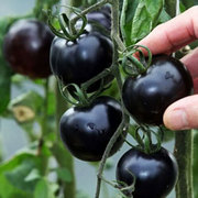 黑钻石小番茄种子阳台盆栽西红柿种孑番茄苗蔬菜籽种春季四季播种