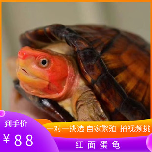 红面蛋龟进口龟苗乌龟鱼缸，宠物观赏活体，深水龟红面龟蛋发色粮招财