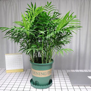 袖珍椰子树绿植小盆栽客厅办公室内包成活椰子观叶吸甲醛植物