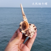 天然超大海螺烟斗螺大贝壳白珊瑚摆件鱼缸造景海螺贝壳标本收藏