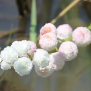 水生植物园艺日本观，赏花慈姑(重瓣茨菇)盆栽，爆花水茉莉种球