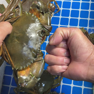 青蟹鲜活约1斤1只特大超大肉蟹公蟹 非膏蟹 海鲜螃蟹菜鲟