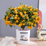 四季金桔树苗盆栽带果客厅阳台绿植可食用小橘子室内植物花卉盆景