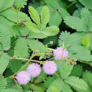 含羞草种子盆栽花草花卉种子，阳台庭院种植易种盆栽，花籽害羞草