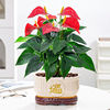 红掌盆栽带花大叶花卉室内植物鸿运当头一帆风顺客厅绿植四季开花