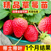 草莓苗四季阳台盆栽奶油红颜草莓苗秧带土带叶南北方种植当年结果