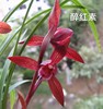 带芽醉红素 春兰色花浓香花大叶姿优美