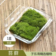 鲜活苔藓10盒青苔苔藓，微景观植物生态瓶现采新鲜活绿植草皮草坪