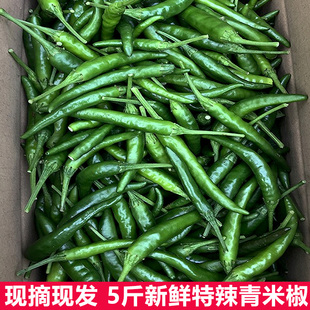 新鲜青辣椒蔬菜农家自种青小米椒超辣辣椒泡椒现摘朝天椒5斤