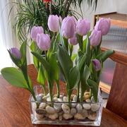 郁金香水培花盆洋水仙直筒正方形花卉花器白掌小花瓶方缸创意百合