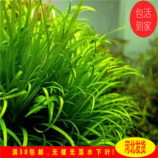 日本小箦藻水草ada水草绿箦藻鱼缸造景水下叶纯绿色水草宫廷水草