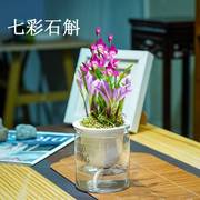 水培植物七彩香水石斛兰盆栽，水养浓香型四季花卉，室内阳台办公绿植