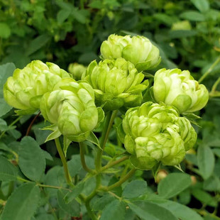 威月绿闪电带花苞月季花苗，阳台盆栽植物花卉，观花观叶室内盆栽