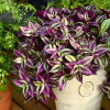 紫叶吊竹梅阳台室内紫罗兰吊兰，盆栽绿植花卉，净化空气好养耐活