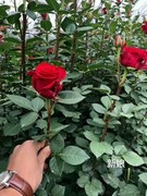红新娘 云南切花 红玫瑰 盆栽地栽阳台 花卉绿植 庭院月季