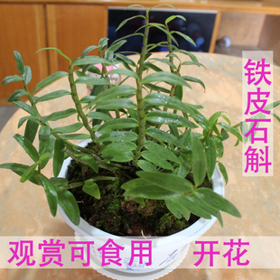 正宗铁皮石斛苗盆栽可食用室内绿植盆花卉，枫斗鲜条霍山石斛米斛