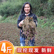 鱼腥草新鲜折耳根贵州土特产凉菜折二根凉拌野菜鱼星草可种植 4斤