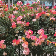 藤彩虹多花蔷薇阳台爬藤花卉植物四季庭院玫瑰攀援爬墙花朵会变色