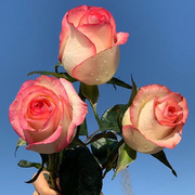 艾莎月季切花梦露花期带花朵爱莎玫瑰盆栽地栽种植浓香大欧月