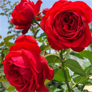 红色大花欧月红苹果四季开扦插灌木月季，花苗阳台玫瑰花盆栽