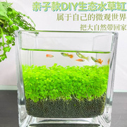 鱼瓶种子水草生态微景观，创意鱼缸玻璃瓶水，培植种籽水草缸造景套餐