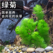 绿菊水草鱼缸造景新手养殖阴性淡水植物后景草沉水不用泥增氧净化