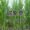 台湾甜象草种子养殖牧草种子畜牧多年生牧草牛羊饲料喂牛饲料草种