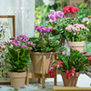 海蒂的花园蟹爪兰盆栽带花苞长寿花仙客来花卉室内植物花苗
