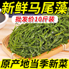 新鲜马尾藻10斤整箱盐渍鞭炮笋长寿菜涮火锅食材羊栖菜海草火炮菜