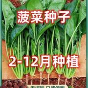 正宗本地土菠菜种子四季耐高温蔬菜，种子菠菜种子，大全籽红根青菜
