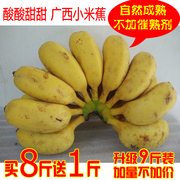 广西小米蕉酸甜香蕉新鲜水果banana现摘无催熟剂小香蕉9斤