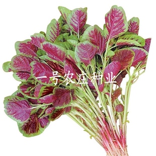 苋菜种籽籽种子种孑一点红，青白绿菜盆栽蔬菜，蔬菜种子菜种春季四季