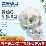 教学仿真1 1自然大头颅骨标本数字标识解剖仿真骷髅标准头骨模型