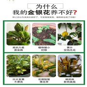 金银花专用肥金银花肥料营养液，开花复合肥花肥叶面肥野生土黄叶施