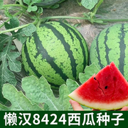懒汉8424西瓜种子甜脆多汁薄皮，麒麟瓜种籽农家小院阳台盆栽水果孑