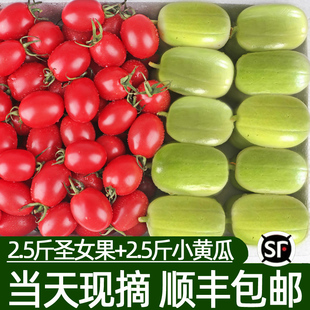 玉女瓜圣女果新鲜水果，黄瓜5斤小番茄西红柿子，拇指千禧生吃自然熟