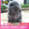 垂耳兔纯种宠物兔折耳兔灰色道奇灰白色兔迷你活物短毛长毛垂耳兔